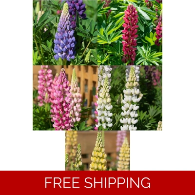 Lupin Legendary x3 Plug Plants